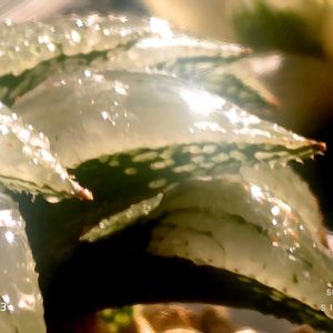 シルバーベル CS 1✕グラスソード,ハオルチア属,多肉ちゃん,ボタニカルライフ,ベランダーの画像