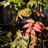 モミジ,ストロビランテス ブルネッティー,トキンバラ,ベニバナバイカウツギ　マギシェン,カシワバアジサイ　ルビースリッパーズの画像