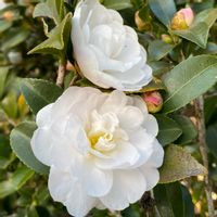 コチョウラン,サザンカ,シクラメン,浅間山,白い花の画像