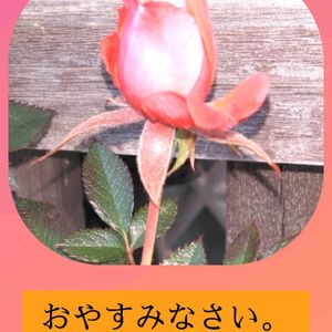 ミニバラ,いつもありがとう❤️,今を生きる,穏やかな毎日,小さい幸せの画像