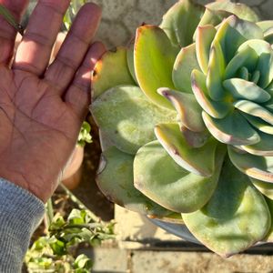 エケベリア,寄せ植え,多肉植物,多肉のある暮らし,多肉植物のある暮らしの画像