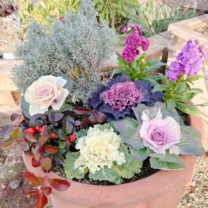 葉牡丹,フリルパンジー　ティアード,葉牡丹の寄せ植え,植中毒,パンビオの画像