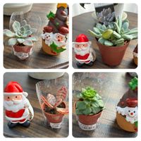 月下美人,レティジア,レティジア,ピンクプリティ,ピンクプリティの画像