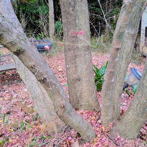 イロハモミジ,沈丁花 白,沈丁花　赤,イロハモミジのプロペラ,冬の訪れの画像