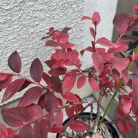 ブルーベリー,モミジ,ブルーベリー サザンハイブッシュ系,鉢植え,ガーデニングの画像