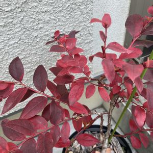 ブルーベリー,モミジ,ブルーベリー サザンハイブッシュ系,鉢植え,ガーデニングの画像