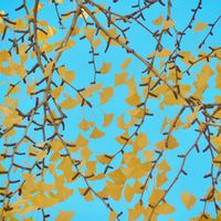 イチョウの画像