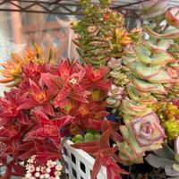 火祭り,星の王子,レッドベリーの画像