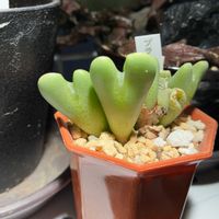 コノフィツム,プランプオレンジの画像