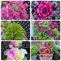 ハボタン・光子,アリッサム ストリーム,ウィーピング カルーナ,ポピー パンドラ,鉢植えの画像