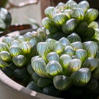 鉢植え,部屋,窓辺の画像