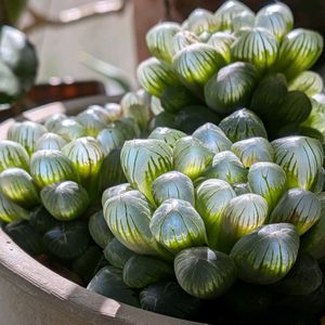 鉢植え,部屋,窓辺の画像