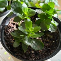 カランコエ,べんけいそう,多肉植物,観葉植物,水挿しの画像