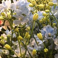 スカビオサ,デルフィ二ウム,青い花マニア,チーム・ブルー,紫の妖精の画像