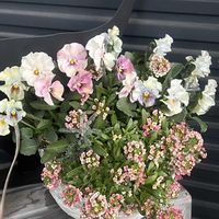 アリッサム,サントリナ,寄せ植え,マジックアワーの画像