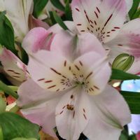 アルストロメリア,花のある暮らしの画像
