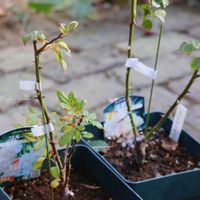 ディスタントドラムス,マニントン・モーブ・ランブラー,鉢植え,HTC,信楽狸倶楽部の画像