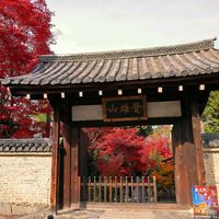 モミジ,紅葉,イロハモミジ,嵯峨野,ミラーレス一眼の画像