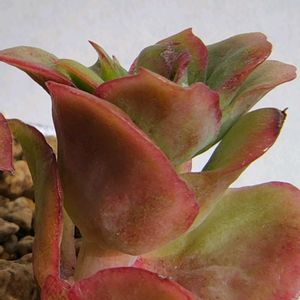 アイスローズ,紅葉する多肉,アイスローズ　たなばたの画像