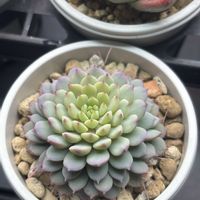 エケベリア,ハオルチア,アガベ,室内LED管理,多肉植物の画像