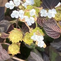 フジバカマ,散歩にて,いいねをありがとうございます¨̮♡︎の画像