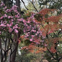 サザンカ,イロハモミジ,雨上がり,紅葉（こうよう）,鶴舞公園の画像