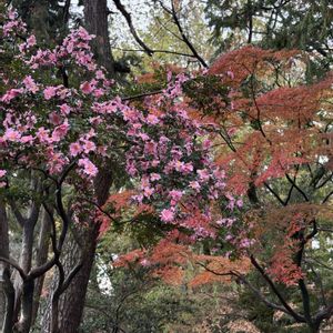 サザンカ,イロハモミジ,雨上がり,紅葉（こうよう）,鶴舞公園の画像