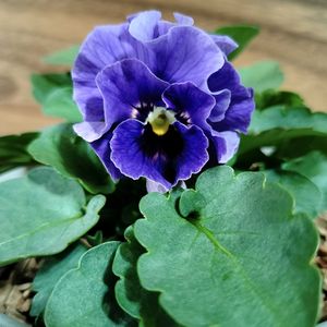 パンジー・ビオラ,ビオラ,ビオラ　レディ,種まき：ビオラ,ベランダガーデンの画像