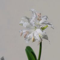 ネリネ,ダイヤモンドリリー,ネリネ(ダイヤモンドリリー),球根,球根植物の画像