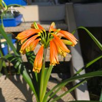 クンシラン,君子蘭,球根,球根植物,花のある暮らしの画像