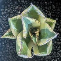 アガベ,アガベ チタノタ スナグルトゥース,ボタニカルソイルの画像