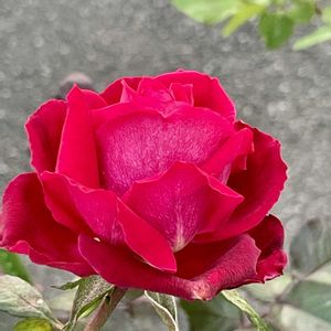 ゼラニウム,バラ・ミニバラ,ご近所散歩,ハツユキカズラ♡の画像