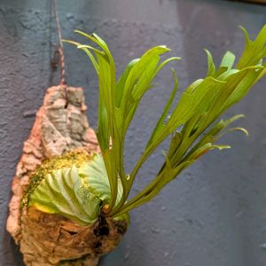 ビカクシダ リドレイ,ビカクシダ リドレイ,観葉植物,成長記録,緑のある暮らしの画像