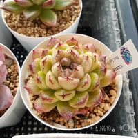 ブラックサンドビーチ,多肉植物の紅葉,ベランダ多肉,不思議な模様,タニラーの画像