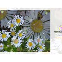 ヒメジョオン,꒰ღ˘◡˘ற꒱かわゅ~,花のある暮らし,いつも、いいね!ありがとうございます(*´`)♡,繋がりに感謝✨の画像