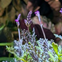レースラベンダー,botanical life,レースラベンダー・ディープ　パープル。,黒葉レースラベンダーディープパープルの画像