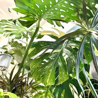 アンスリウム,ドラセナ,モンステラ,モンステラ デリシオーサ,斑入りモンステラの画像