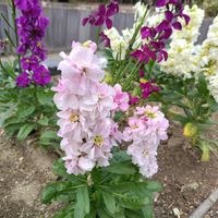 ストック,モミジの画像