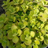 アロマティカス,アロマティカス,多肉植物,小さな花壇,love&peaceの画像