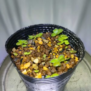 アエオニウム　サウンデルシー,多肉植物,実生,アエオニウム,成長記録の画像