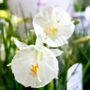 コプロスマ,原種水仙 モノフィラス,原種水仙 モノフィラス,葉牡丹セッションペティクリーム,サニコさんから❤️の画像