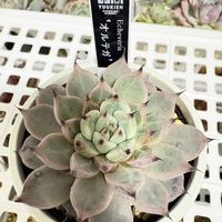 優木園 オルテガ,多肉植物,鳥取タニラー,福井園芸店,SORAのお肉の画像