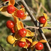ウメモドキ,タラヨウ,ツルウメモドキ,花木,落葉低木の画像