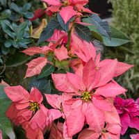 アリッサム,シクラメン,ストック,ノースポール,ポインセチアの画像