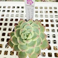 ブルーアップル,ピンククリスタル,多肉植物,鳥取タニラー,福井園芸店の画像