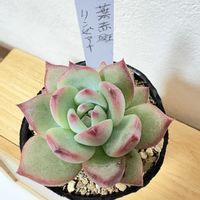 ピンククリスタル,多肉植物,鳥取タニラー,石原園芸,リンゼアナ 丸葉赤斑の画像