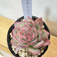 モロタ,シルエットルビー,多肉植物,鳥取タニラー,石原園芸の画像