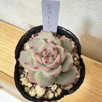 プラティフィラ,エストレラ,多肉植物,鳥取タニラー,石原園芸の画像