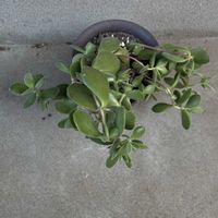 カランコエ,ベンケイソウ科,iPhone撮影,小さな庭の画像