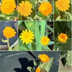 サザンカ,サザンカ,フユシラズ,フユシラズ,ロシアンオリーブの画像